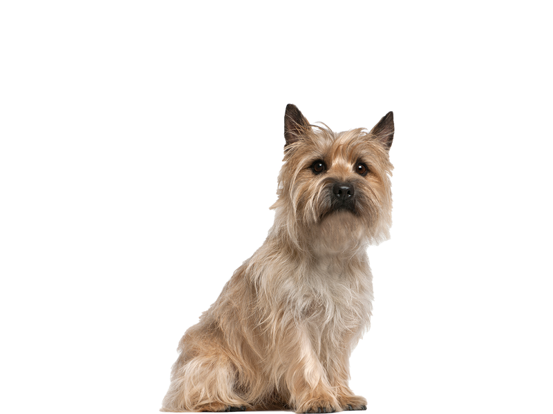 Cairn terrier rescue store me